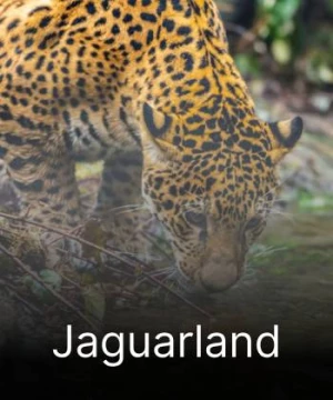 Jaguarland